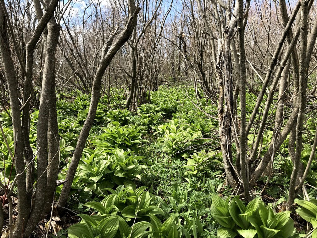 Marshy area with ramps